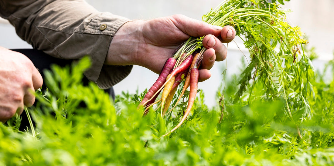 The Best Fertiliser for Vegetable Gardens in Australia