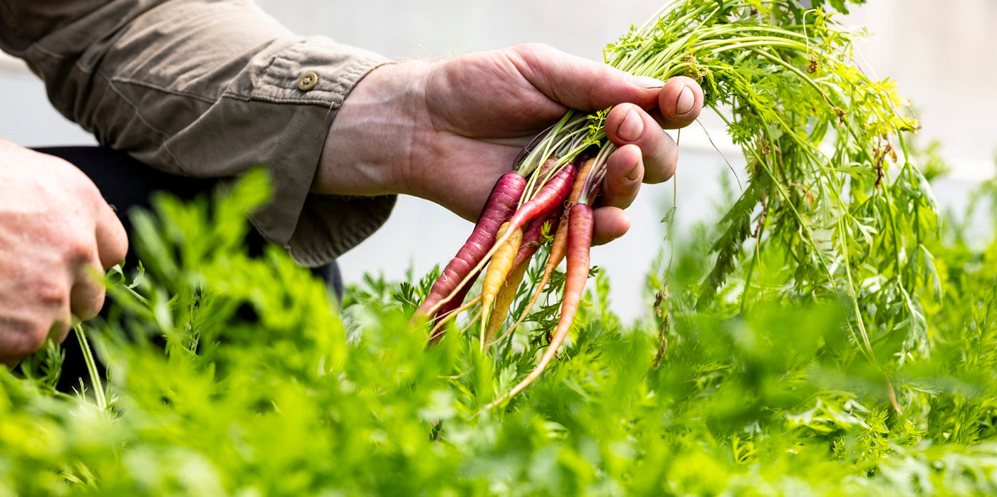 The Best Fertiliser for Vegetable Gardens in Australia