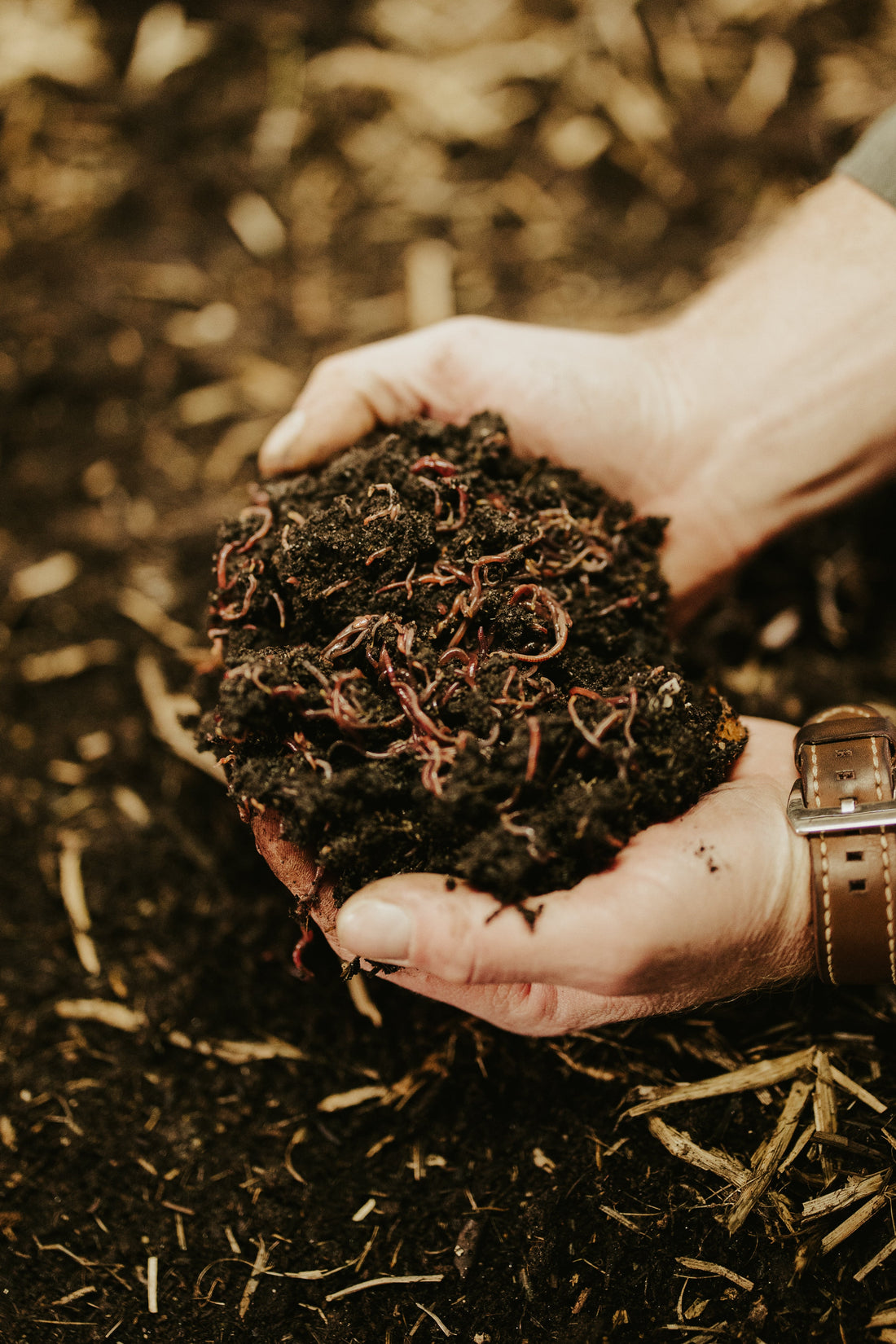Worm Farming at Home: The Complete Beginner's Guide