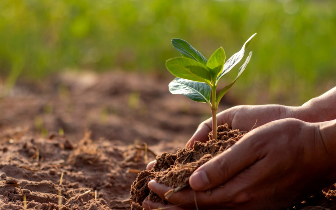 Maximising Soil Health