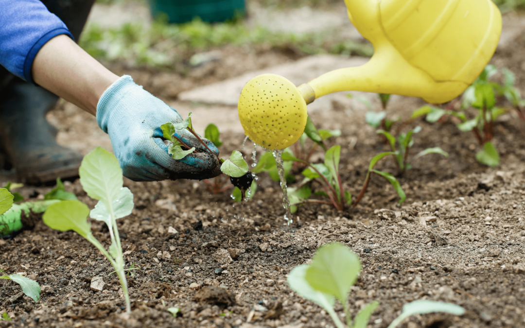 How to Apply Liquid Organic Fertiliser for Maximum Effectiveness