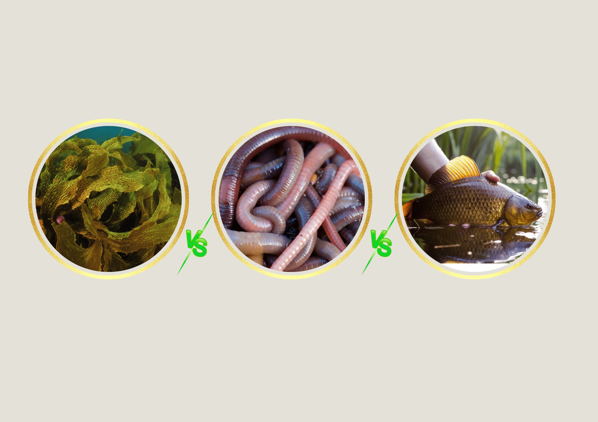 Liquid Seaweed and Kelps vs. Liquid Worm Extracts vs. Liquid Fish Fertilisers